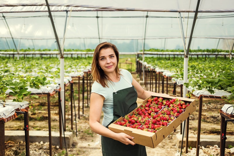 Seasonal job strawberry crop, woman with box of berries